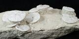 Fossil Sand Dollar (Astrodapsis) Cluster - Wide #15776-5